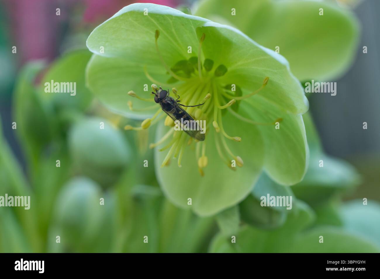 Hoverfly (Syrphidae) che si nutre di un Helleborus Argutifolius (Hellebore con foglie agrifoglio), Foto Stock