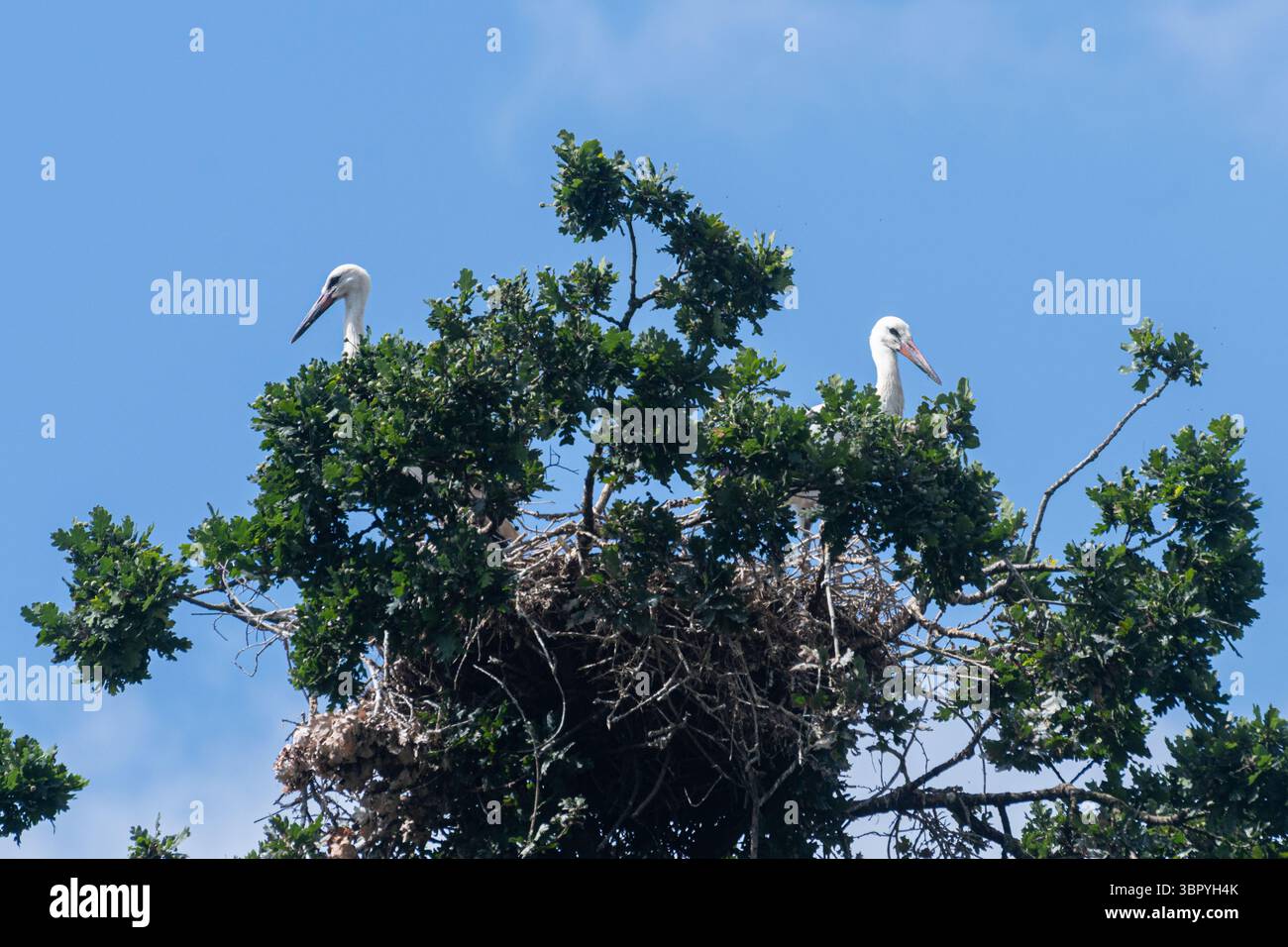 Giovani cicogne bianche (Ciconia ciconia) nel loro nido a Knepp Wildland, un sito rigenerante nel West Sussex, Inghilterra, Regno Unito, con un progetto di reintroduzione Foto Stock