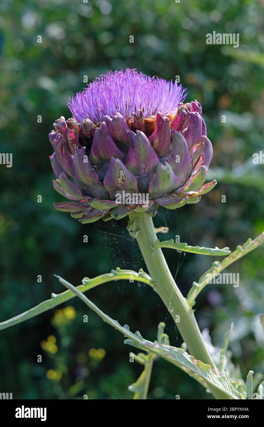 fiore di carciofo globo fiorito in un giardino inglese, norfolk, inghilterra Foto Stock