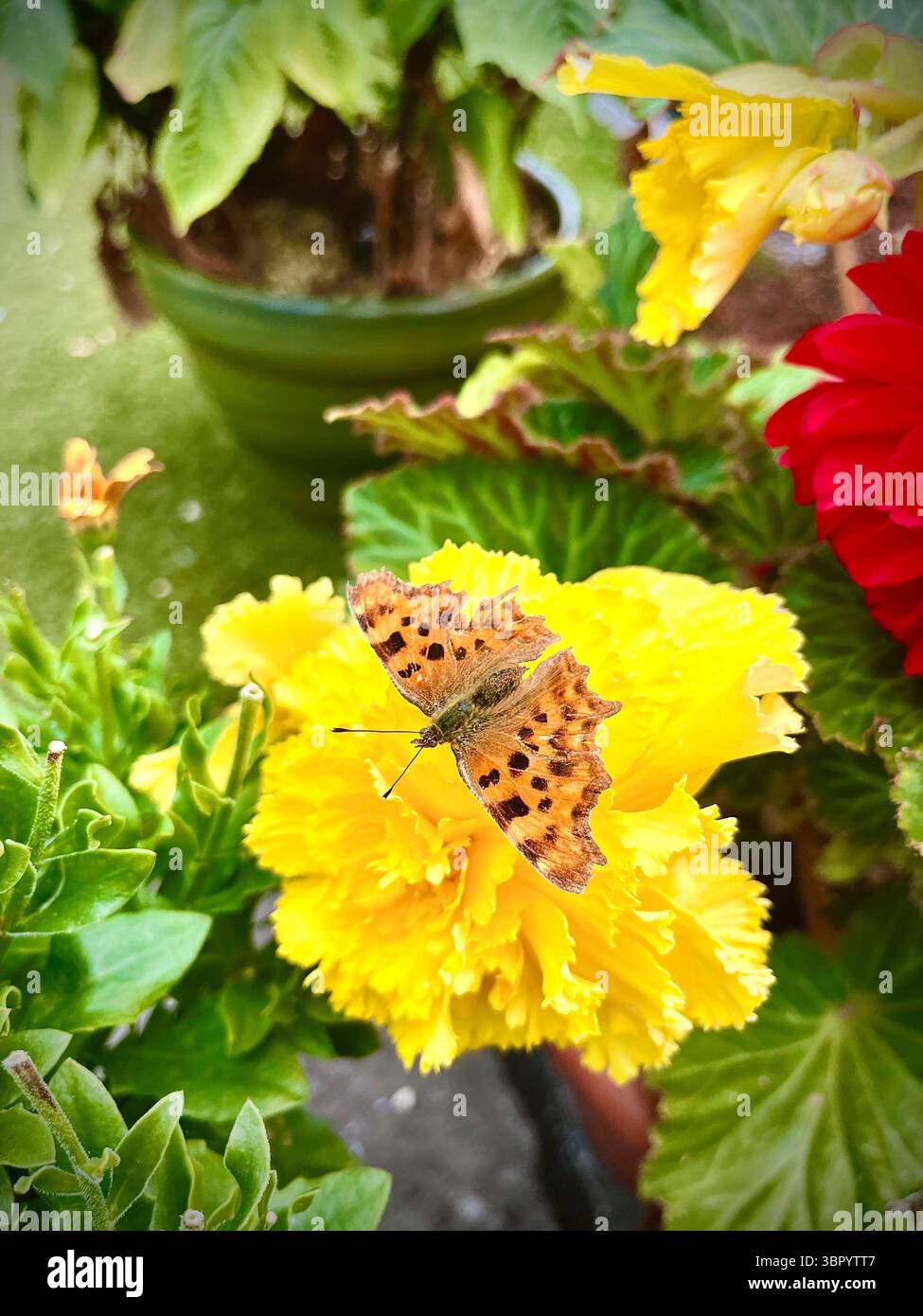 Una farfalla virgola si nutre di una bellissima begonia doppia gialla - Immagine stock catturata con smartphone Una farfalla virgola si nutre di una bellissima begonia doppia gialla - Immagine stock catturata con smartphone