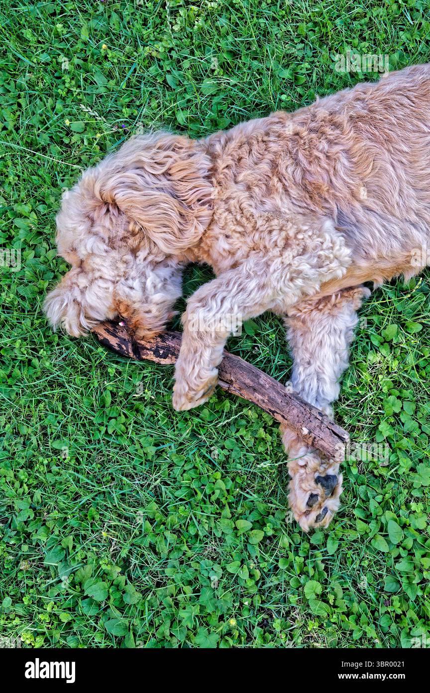 Vorsicht mit der Stöckchenverletzung. Der junge Cockapoo und sein morsches Stöckchen . Eine Verletzungsgefahr besteht aber beim Apportieren , wenn der Stock an der Rachenwand oder dem Mundhöhlenboden zu einer schmerzhaften Wunde führen kann. Siegsdorf Chiemgau Bayern Deutschland *** attenzione con la lesione del bastone il giovane Cockapoo e il suo bastone marcio tuttavia, c'è il rischio di lesioni durante il recupero se il bastone può causare una ferita dolorosa sulla parete della gola o sul pavimento della bocca Siegsdorf Chiemgau Baviera Germania Copyright: XRolfxPossx Foto Stock