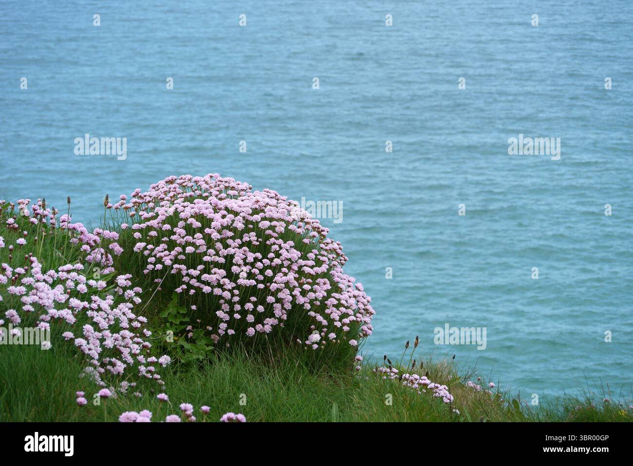 Bunch of Pink Sea Thrift (Armeria Maritima) Flowers on the Cliff Path vicino a Perranporth Beach sul Southwest Costal Path, Cornovaglia, Inghilterra, Regno Unito. Foto Stock