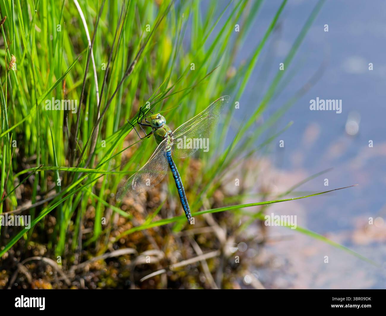 L'imperatore Libellula Foto Stock