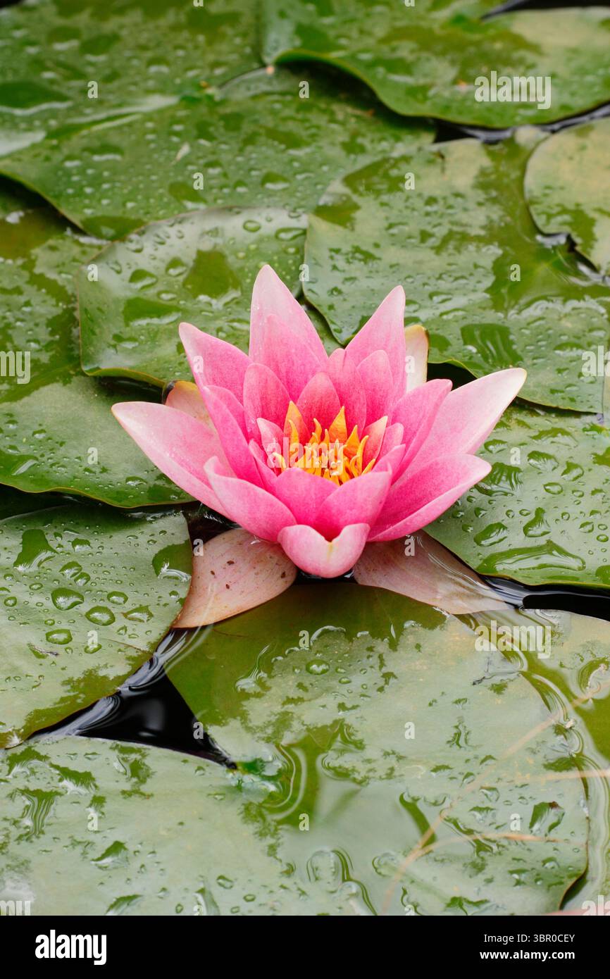 Laghetto con acqua liscia. Nymphaea. Fiore di giglio rosa su tamponi di giglio in un piccolo laghetto domestico. REGNO UNITO. Nymphaeaceae Foto Stock