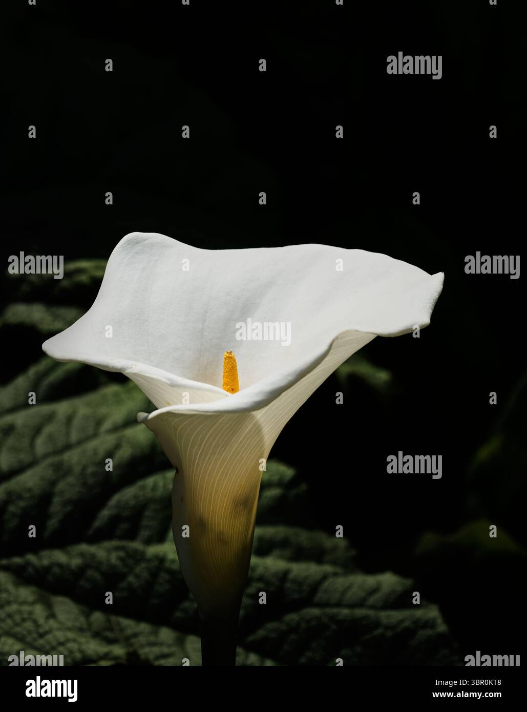 Giglio di arum bianco o giglio di calla (Zantedeschia aethiopica), Giardino Botanico, Università di Cambridge, Inghilterra. Foto Stock