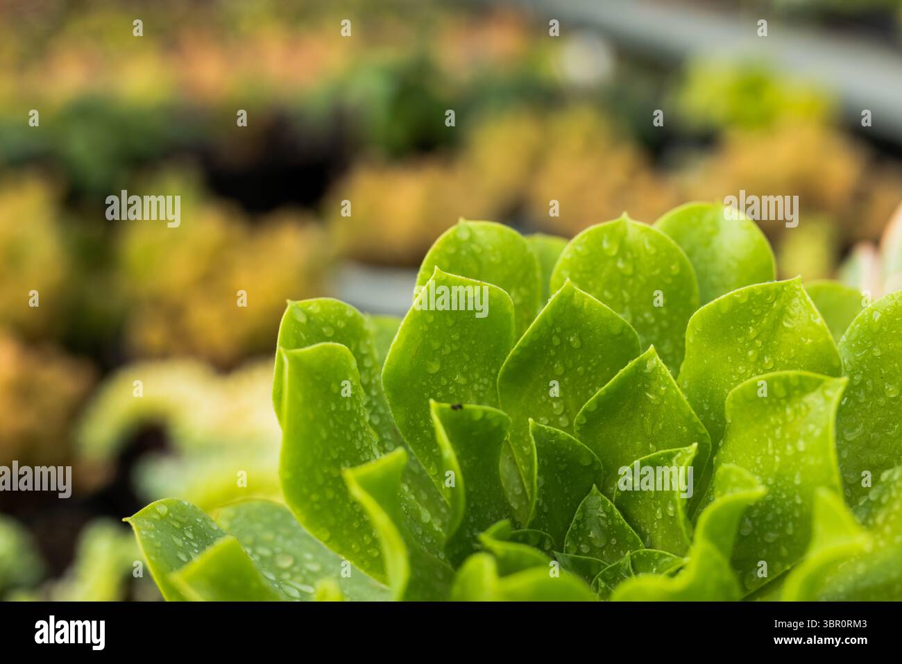 Rosetta verde succulenta scintillante con gocce d'acqua sul banco per vivaio con vassoi per terreno sfocato. Piante, botaniche, natura, minimalista, vibrante, fresco Foto Stock