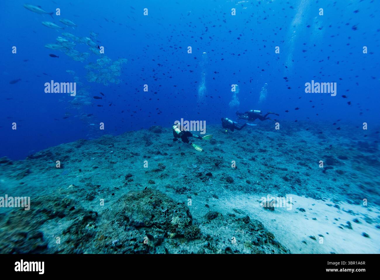 Un gruppo di subacquei osserva i banchi di pesci e squali lungo il bordo di una profonda barriera corallina Foto Stock