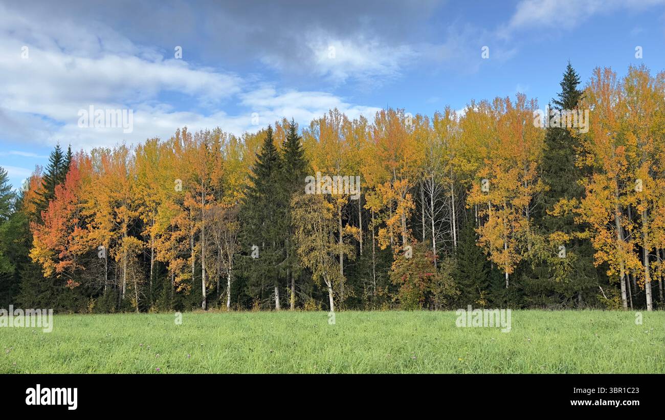 Gli alberi autunnali mostrano splendidi colori dorati e arancioni in un paesaggio panoramico. Foto Stock