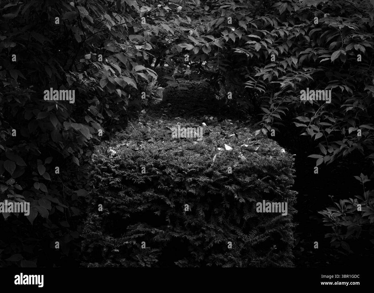 Giardino vita Foto Stock