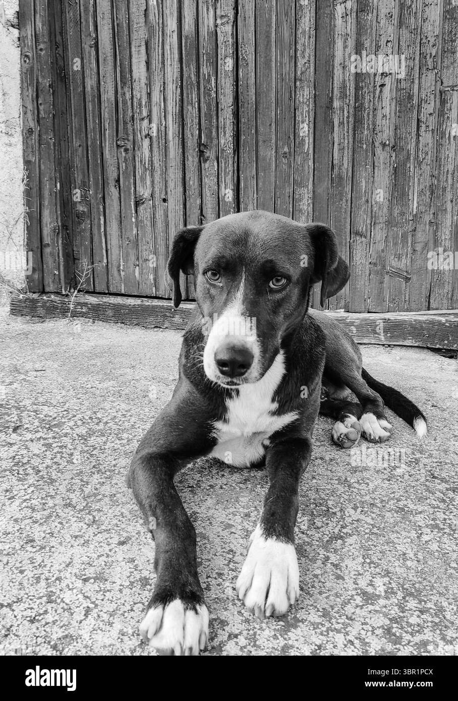 Ritratto del cane Guardiano davanti alla vecchia porta in legno - Sentinella di razza mista. Tonalità monocromatiche. Foto Stock