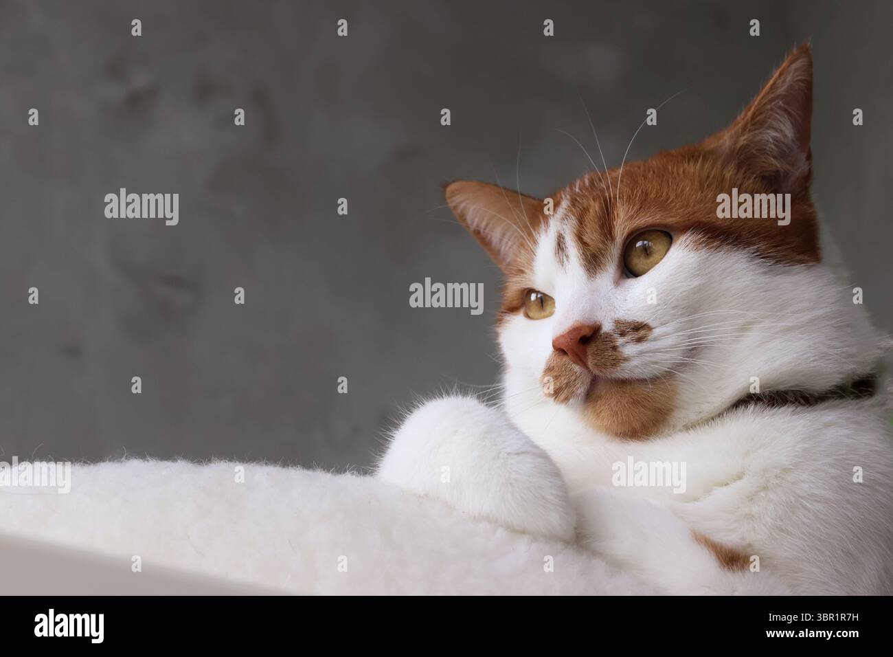 Uno zenzero e un gatto bianco seduti in un letto con un'espressione premurosa. Foto Stock