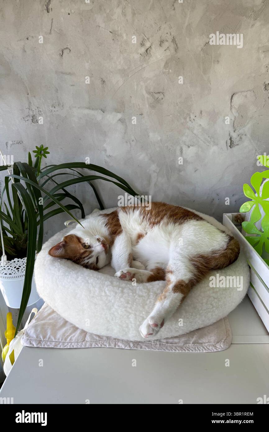 Uno zenzero e un gatto bianco che riposano in un letto. Foto Stock