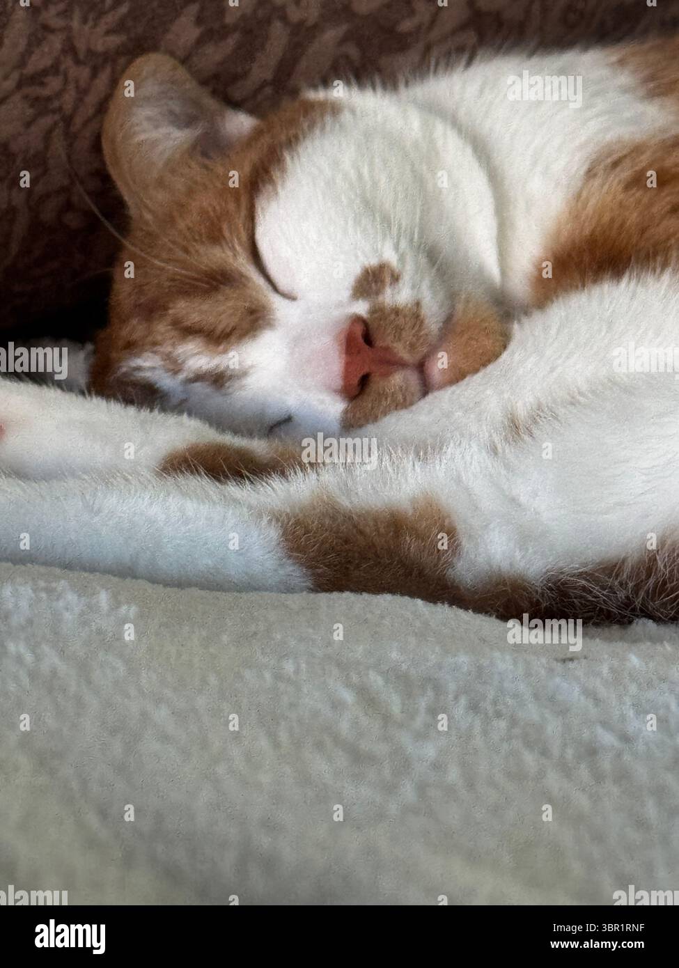 Uno zenzero e un gatto bianco che dormono sul suo fianco con le zampe allungate. Primo piano. Foto Stock