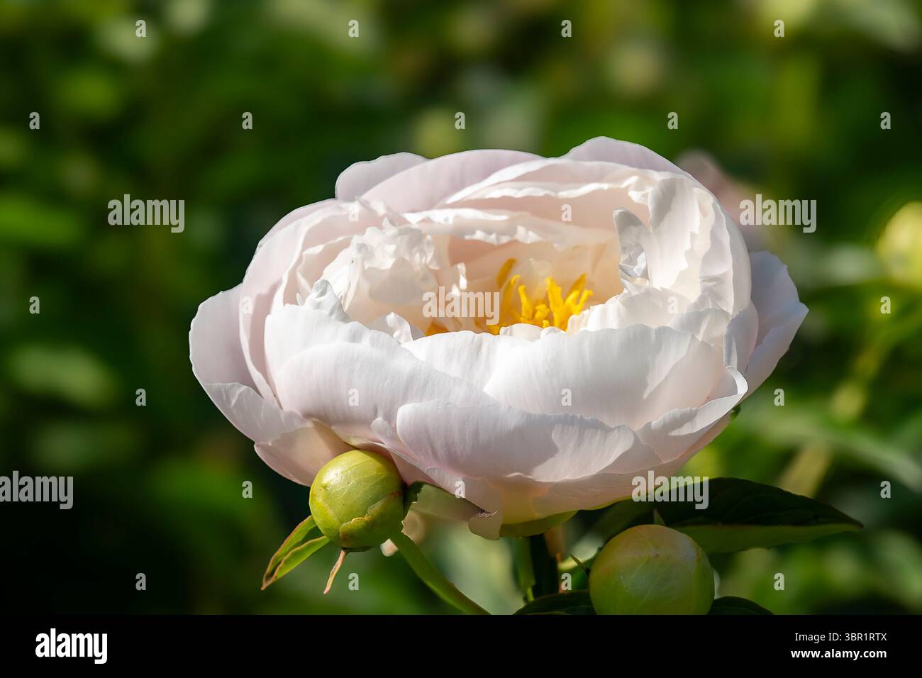 Paeonia Miss America. Primo piano di Miss America Peony (Paeonia lactiflora) nel giardino. Foto di una peonia in fiore con sfondo verde. Foto Stock