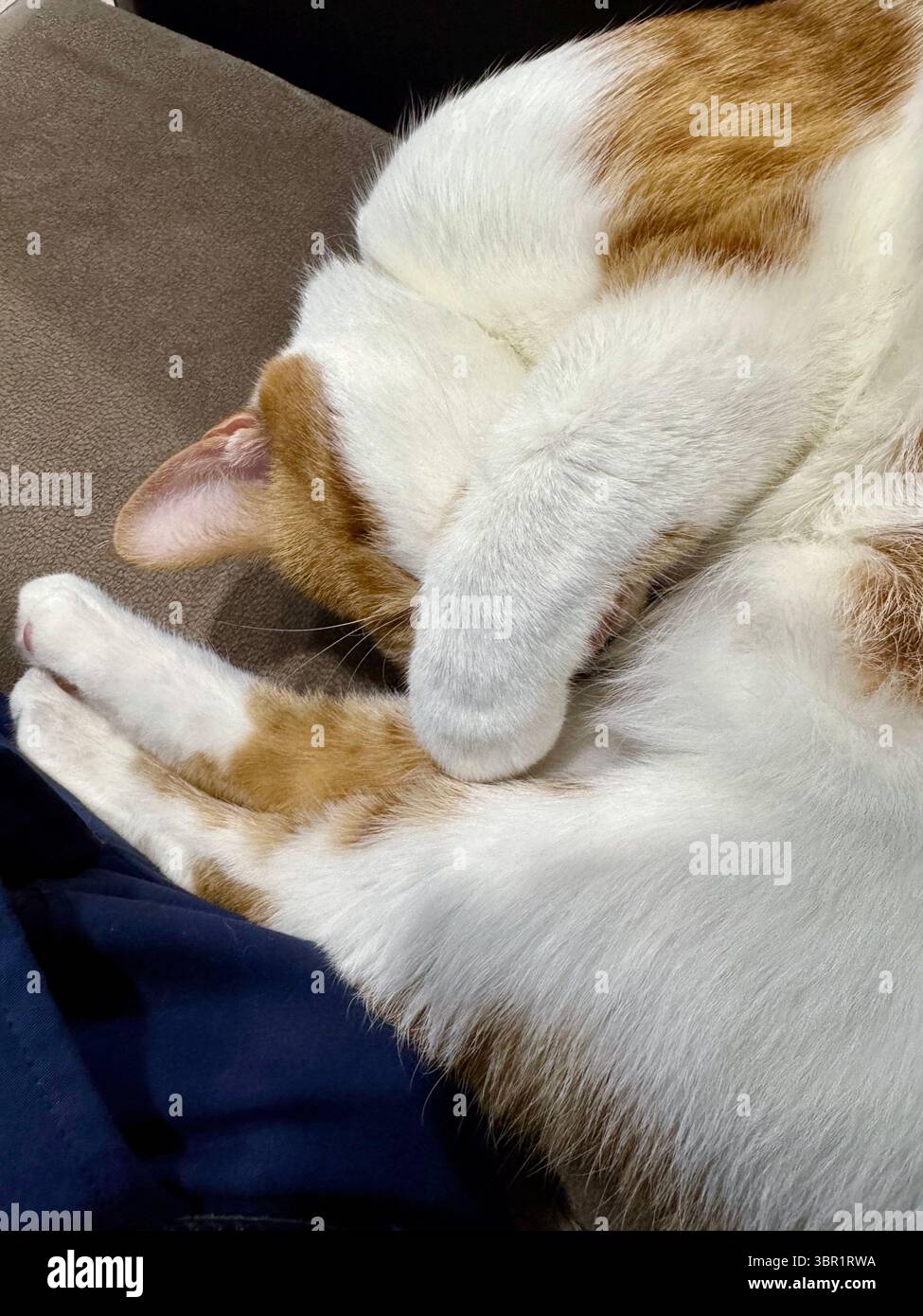 Uno zenzero e un gatto bianco che dorme si arricciano in una palla. Primo piano. Foto Stock