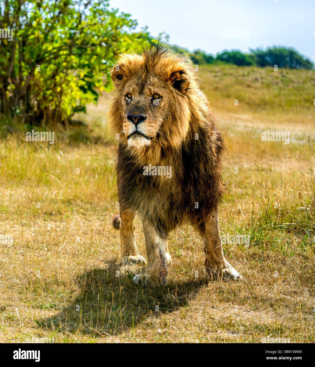 Leone maschile (Panthera leo) con strisciate di criniera intemprata attraverso savana illuminata dal sole, incorniciata da erbe secche e da lunghi boschi verdeggianti Foto Stock