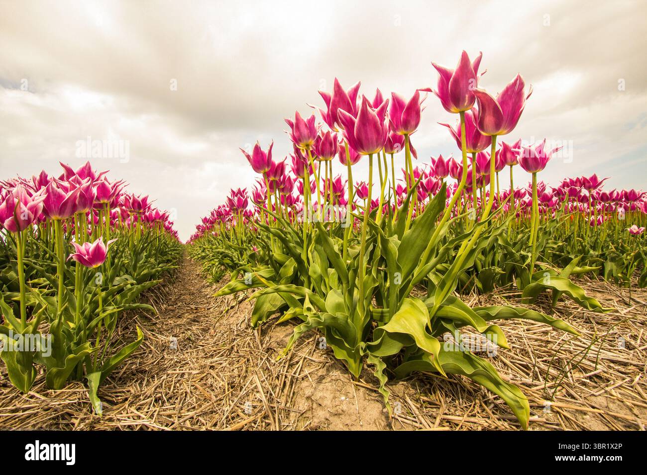 Campi di bulbi con tulipani a Burgervlotbrug, nella provincia dell'Olanda settentrionale Foto Stock Campi di bulbi con tulipani a Burgervlotbrug, nella provincia dell'Olanda settentrionale Foto Stock