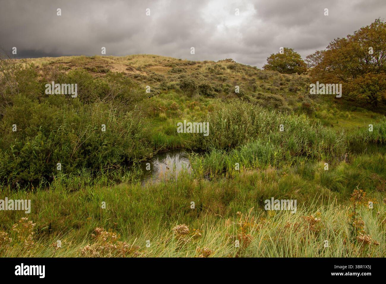Cielo scuro e nuvoloso sopra il paesaggio delle dune nel Parco Nazionale Kennemerland, nei Paesi Bassi. Queste dune vengono utilizzate per la purificazione dell'acqua e per la depurazione d'acqua Foto Stock
