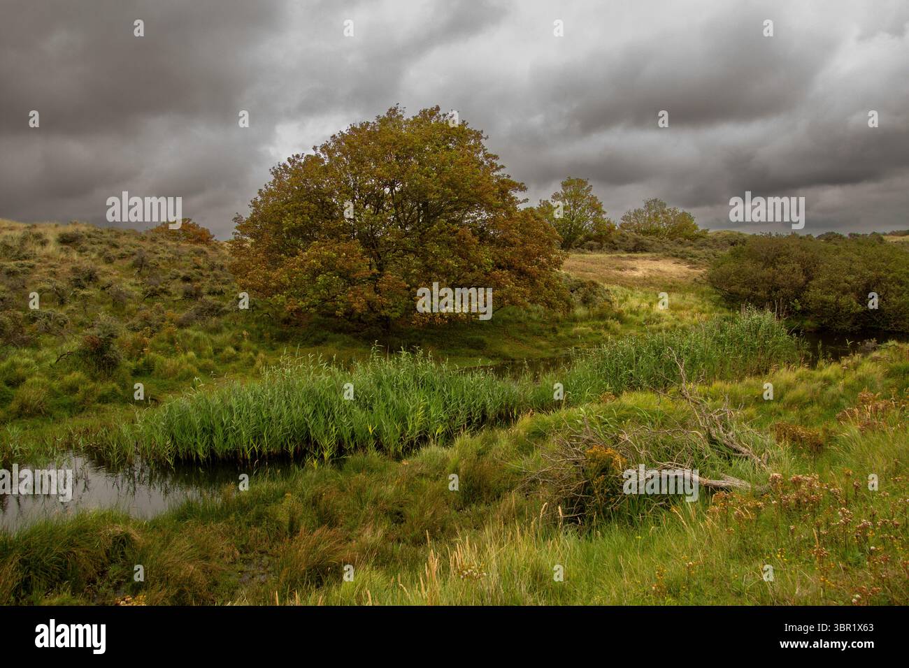 Cielo scuro e nuvoloso sopra il paesaggio delle dune nel Parco Nazionale Kennemerland, nei Paesi Bassi. Queste dune vengono utilizzate per la purificazione dell'acqua. Foto Stock