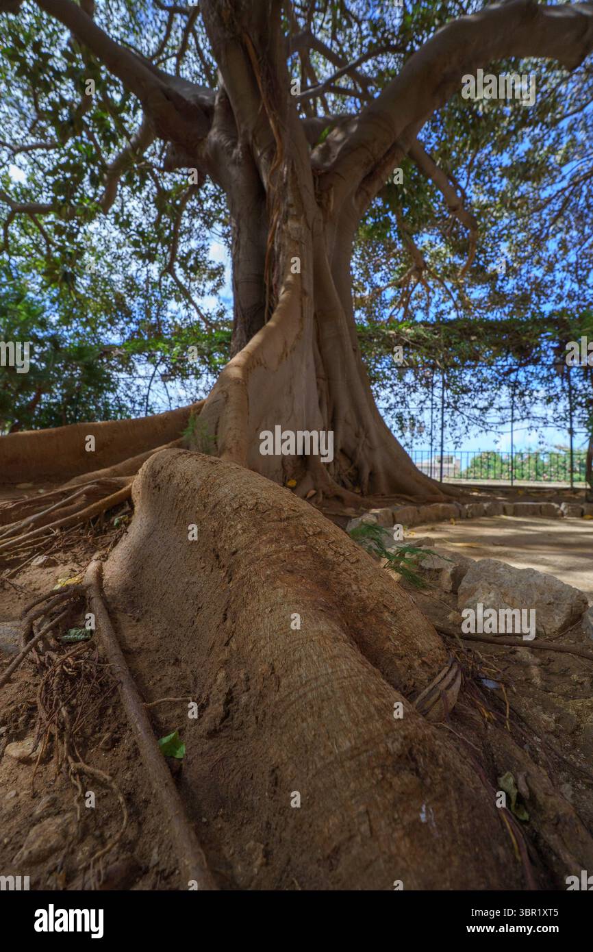 Enorme vecchio albero Kapok (Ceiba o Ceiba pentandra), con grandi radici Foto Stock