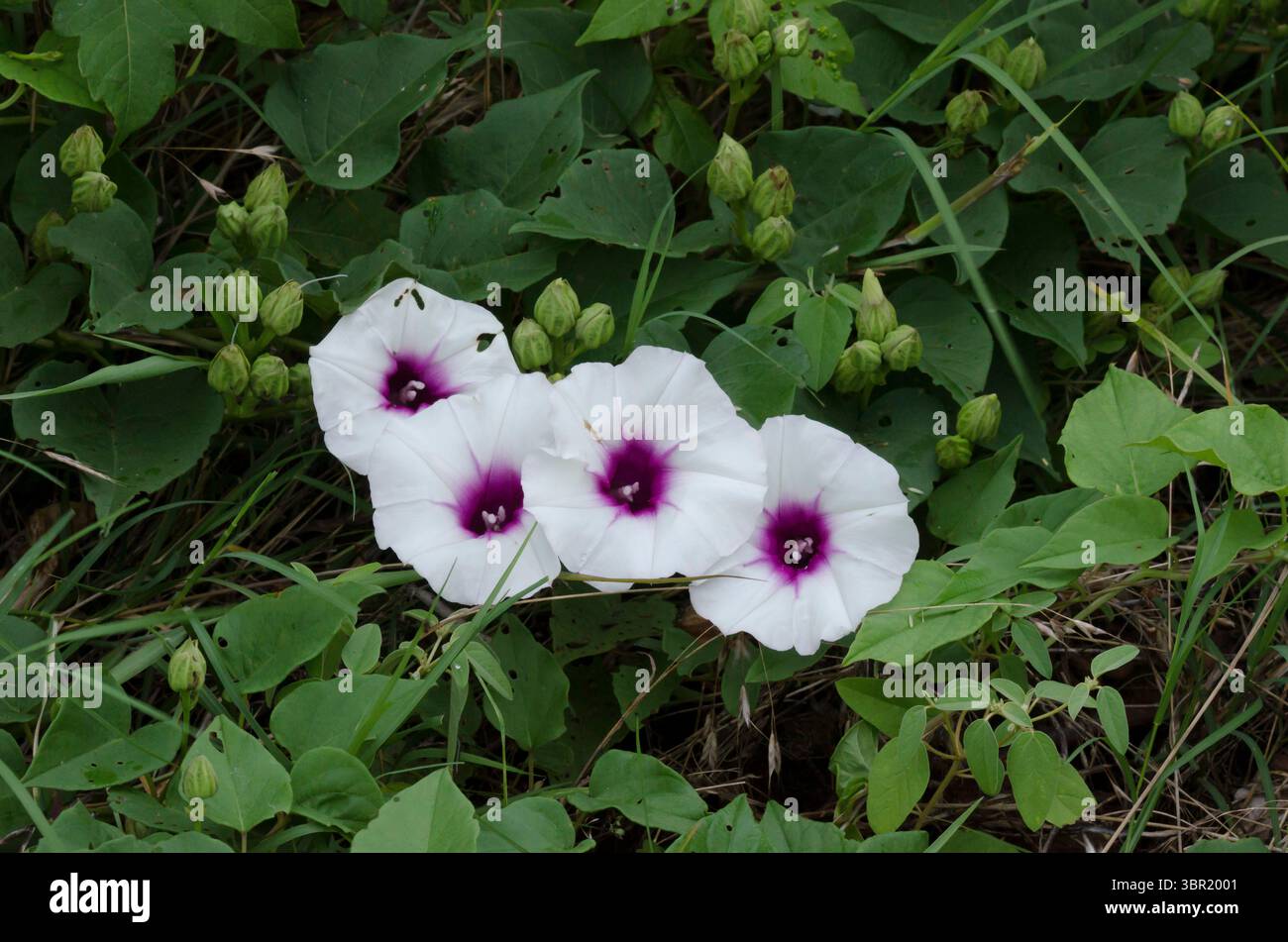 Vinaccia di patate selvatiche, Pandurata di Ipomoea Foto Stock
