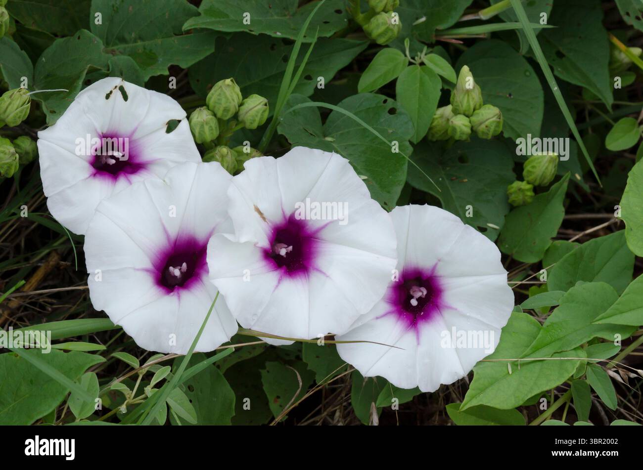 Vinaccia di patate selvatiche, Pandurata di Ipomoea Foto Stock
