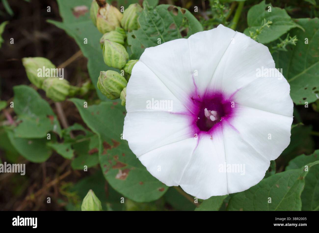 Vinaccia di patate selvatiche, Pandurata di Ipomoea Foto Stock
