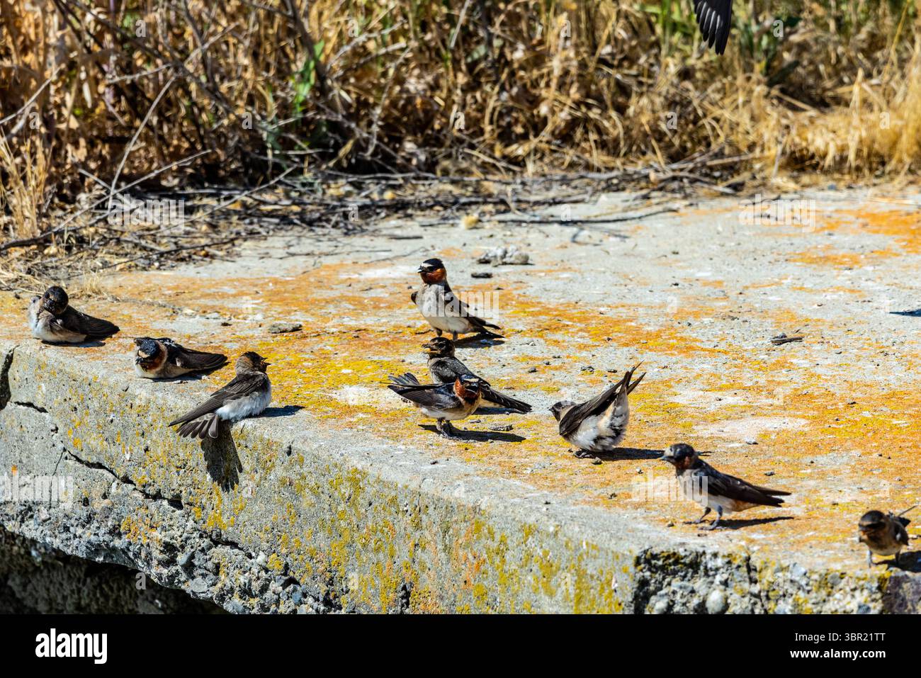 Scogliera (Petrochelidon pyrrhonota) fai una pausa dal caldo al San Luis National Wildlife Refuge nella Central Valley of California USA Foto Stock