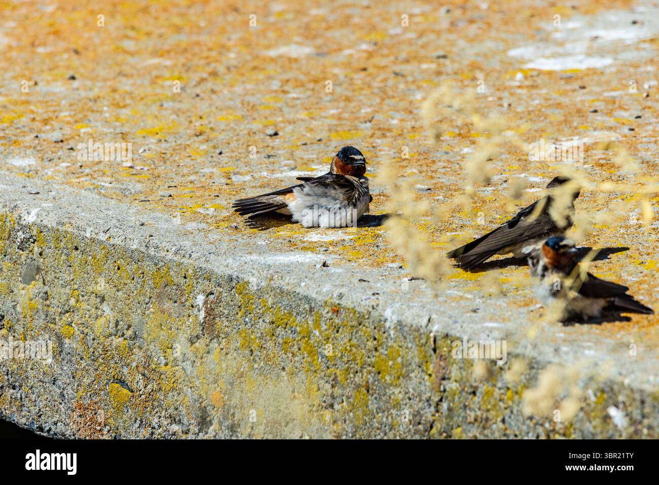 Scogliera (Petrochelidon pyrrhonota) fai una pausa dal caldo al San Luis National Wildlife Refuge nella Central Valley of California USA Foto Stock