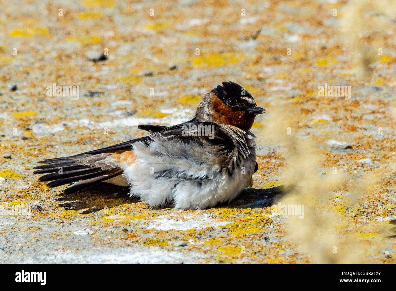 Scogliera (Petrochelidon pyrrhonota) fai una pausa dal caldo al San Luis National Wildlife Refuge nella Central Valley of California USA Foto Stock