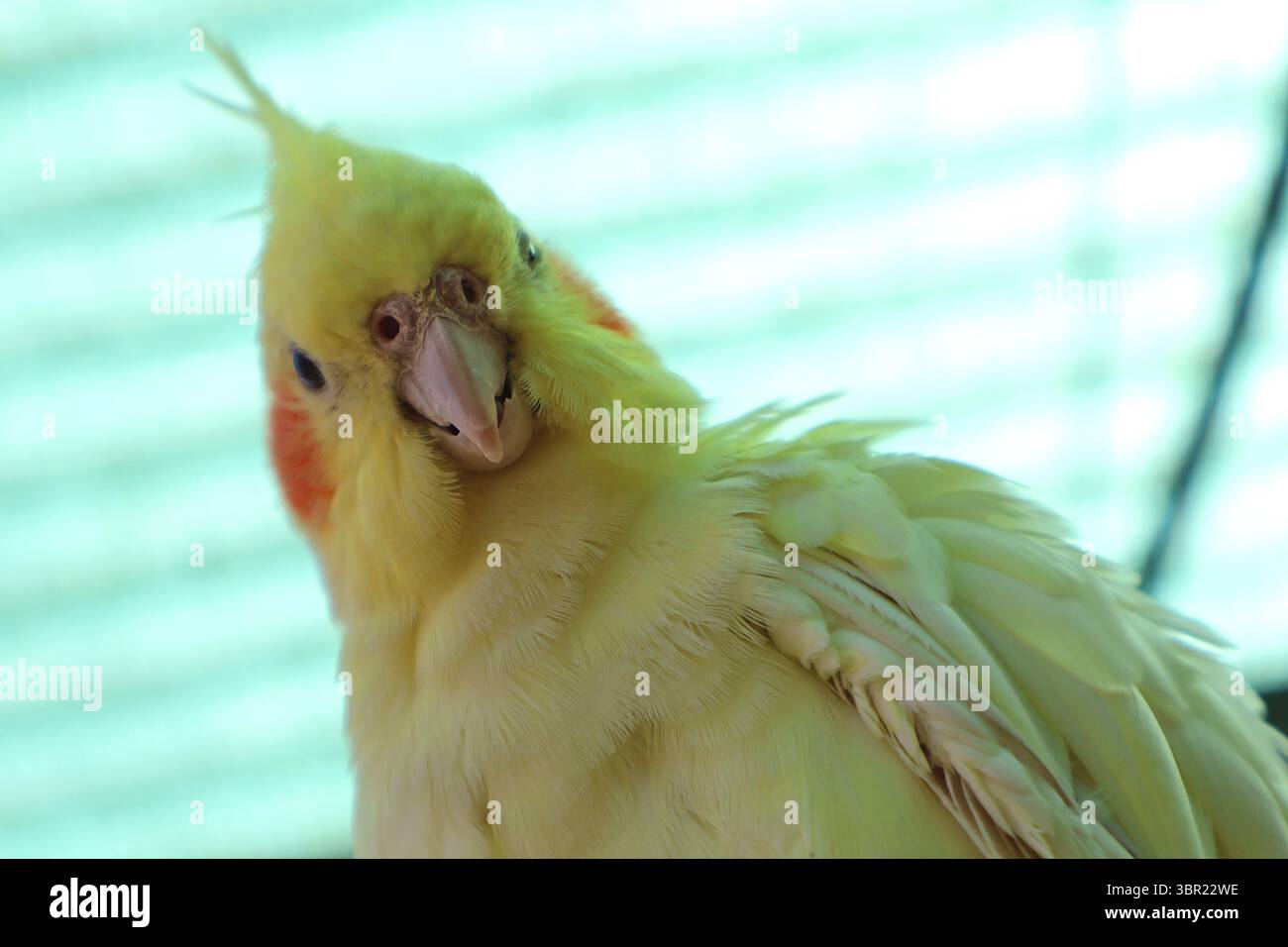 Primo piano profilo di un vivace Cockatiel giallo con guance arancioni. Ritratto di cockatiel giallo brillante che mostra elementi espressivi e un arancione sorprendente Foto Stock
