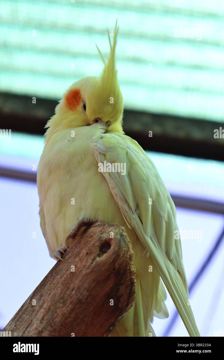 Bellissimo Cockatiel giallo arroccato e preparato nella voliera illuminata dal sole. Cockatiel giallo con segni di guancia arancione che si cura su un ramo di legno in A. Foto Stock