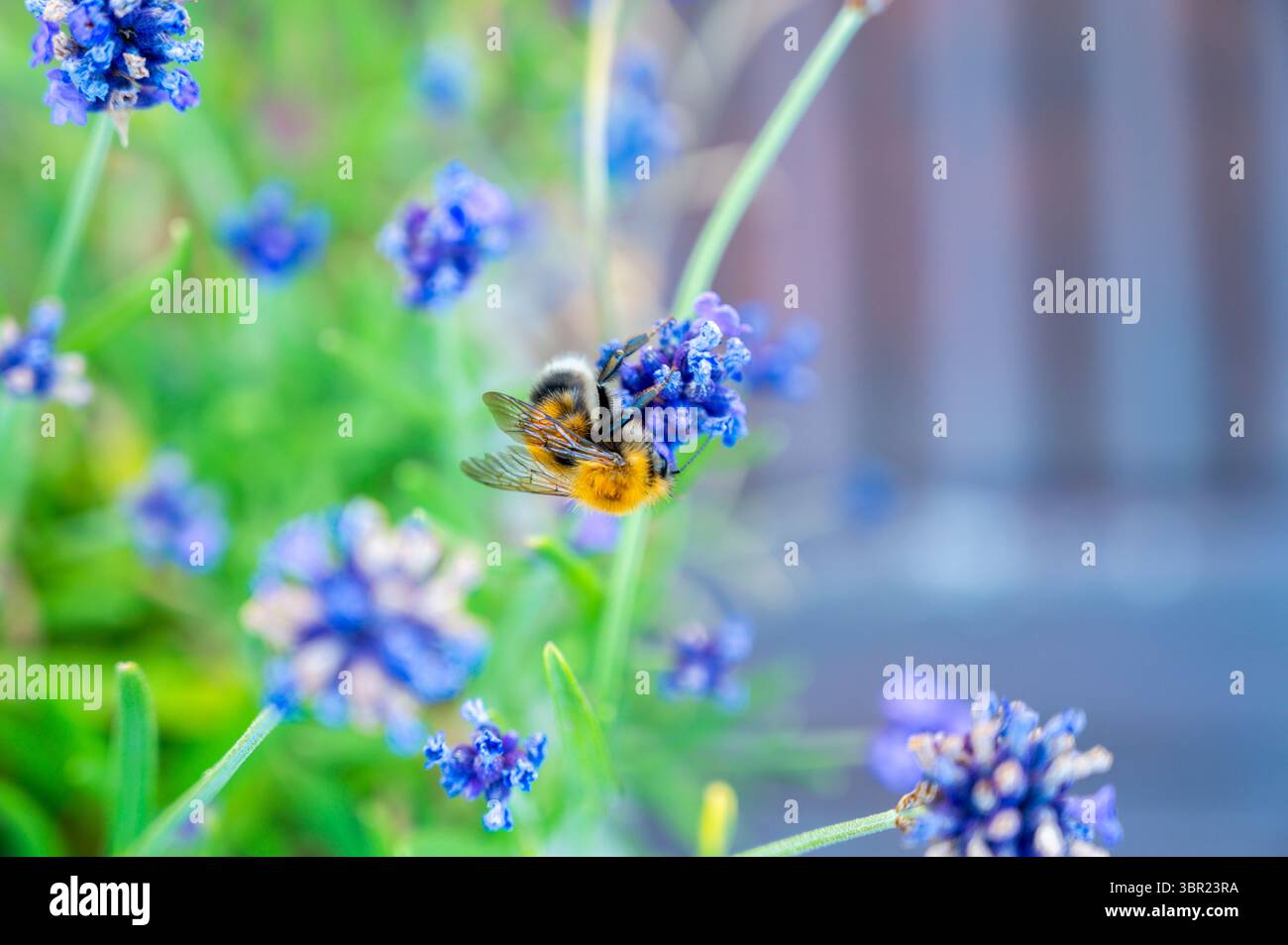 Bumblebee beve nettare dai fiori Foto Stock