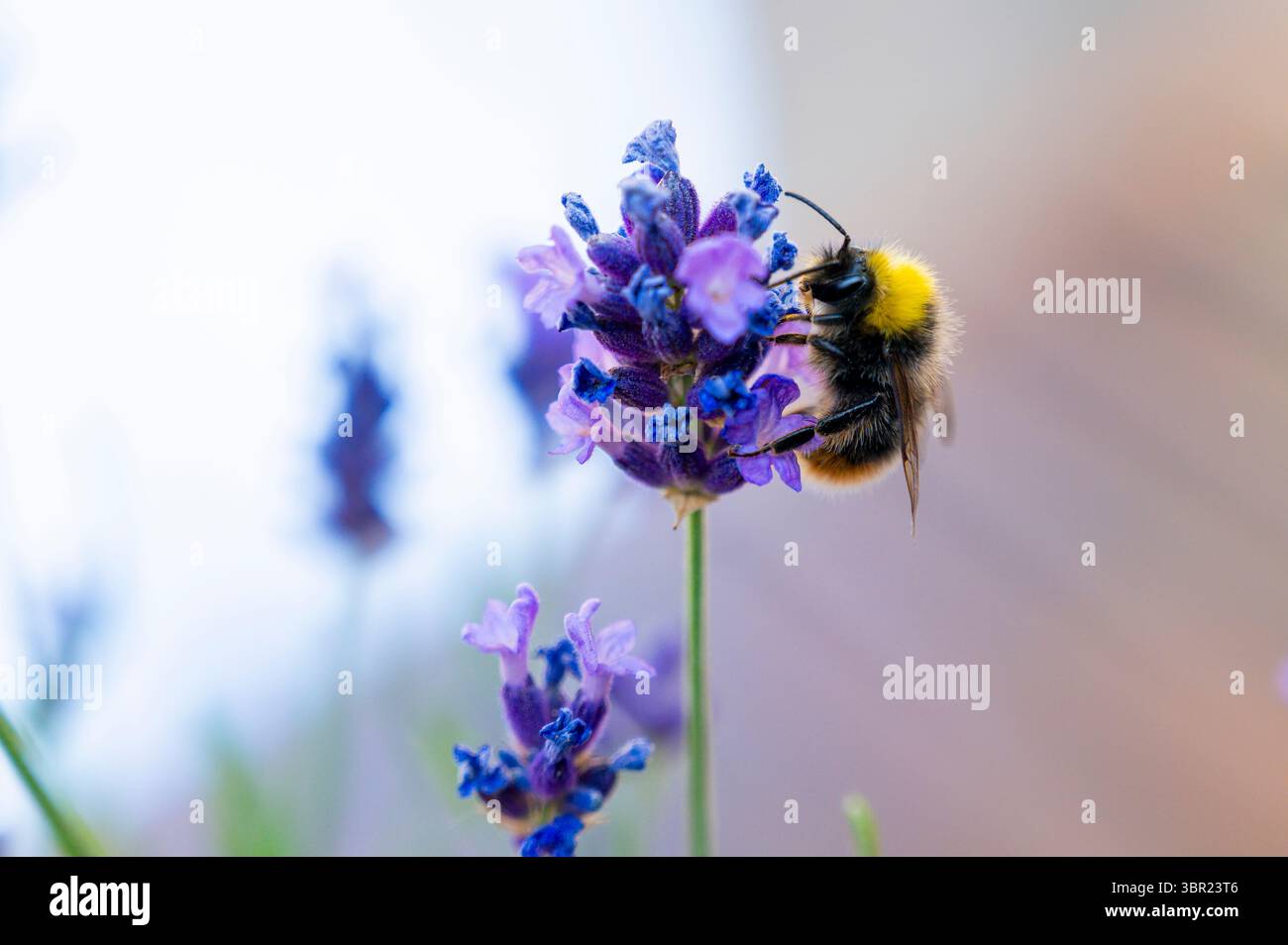 Bumblebee beve nettare dai fiori Foto Stock