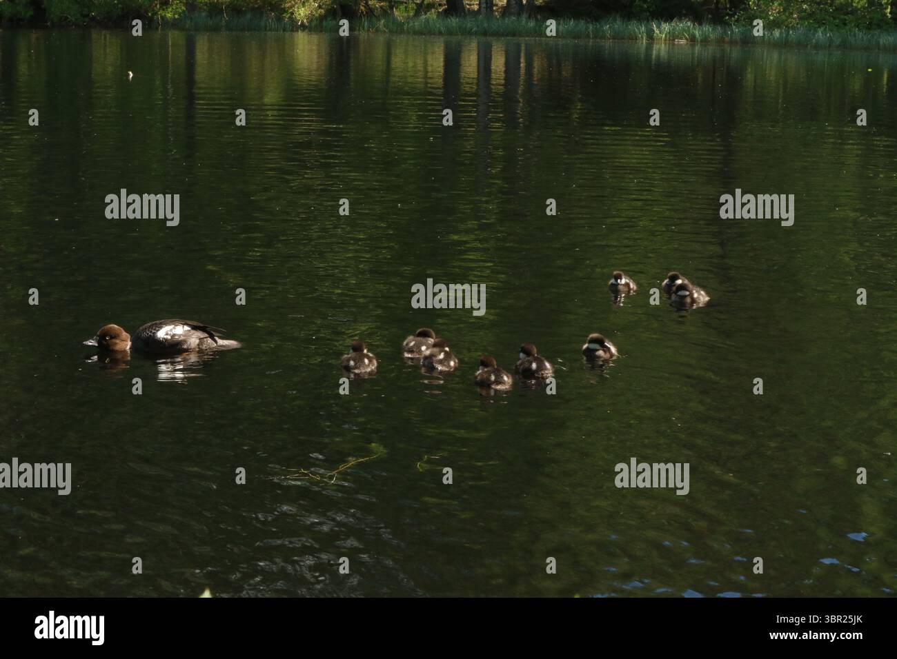 Una famiglia comune di goldeneye (Bucephala clangula) con più pulcini. Foto Stock