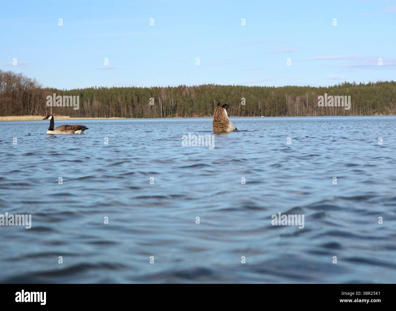 Un'oca canadese (Branta canadensis) che si tuffa nel lago Juusjärvi a Kirkkonummi, Finlandia, in primavera. Foto Stock