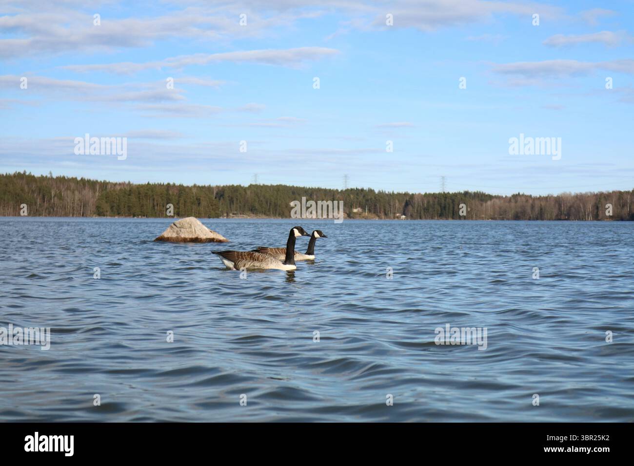 Oche del Canada (Branta canadensis) che nuotano nel lago Juusjärvi a Kirkkonummi, Finlandia, in primavera. Foto Stock