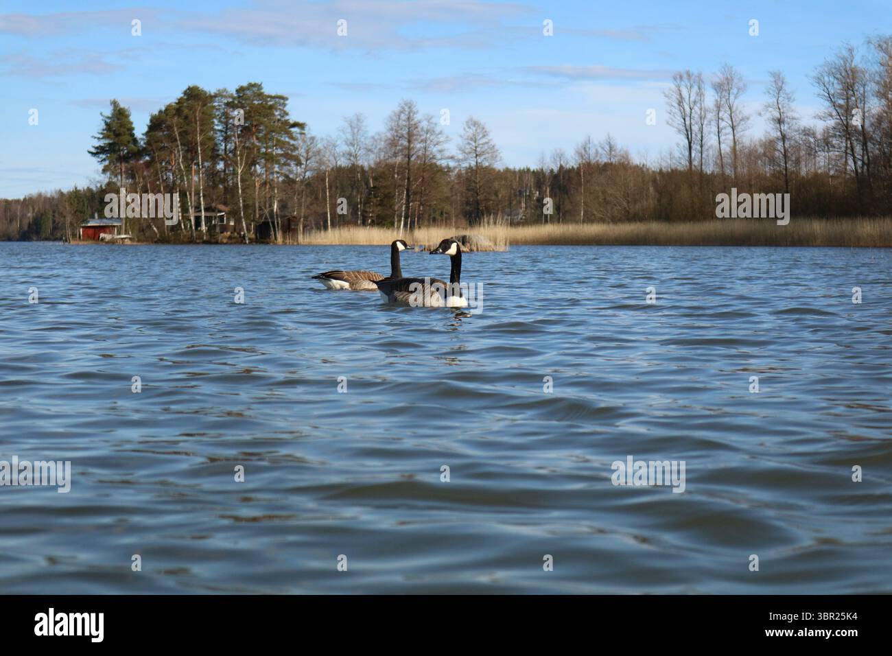Oche del Canada (Branta canadensis) che nuotano nel lago Juusjärvi a Kirkkonummi, Finlandia, in primavera. Foto Stock