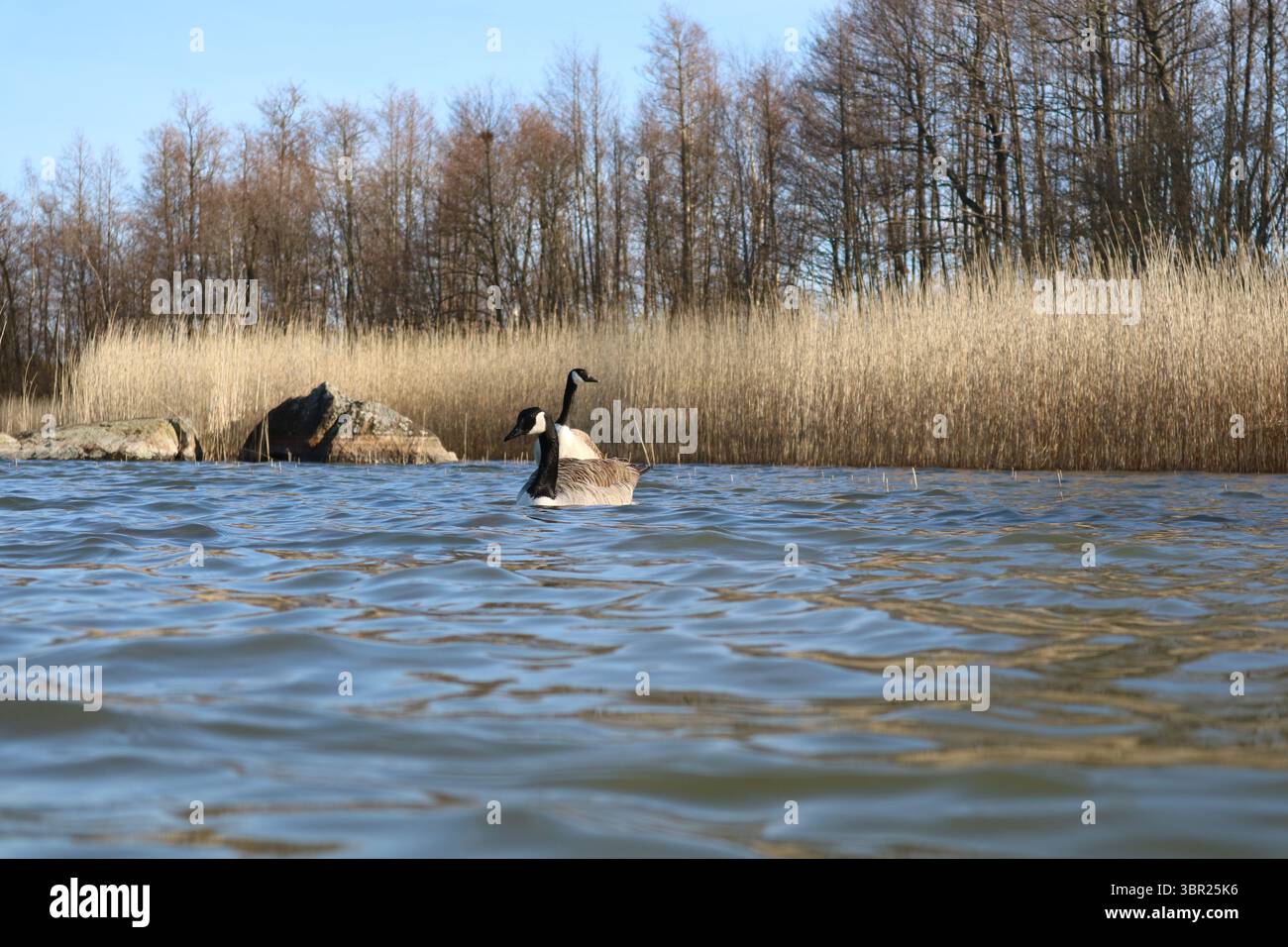 Oche del Canada (Branta canadensis) che nuotano nel lago Juusjärvi a Kirkkonummi, Finlandia, in primavera. Foto Stock