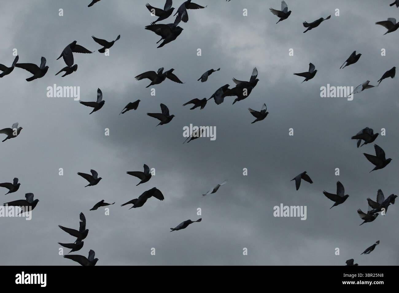 Ingrandito su uno stormo di uccelli contro un cielo scuro. Foto Stock