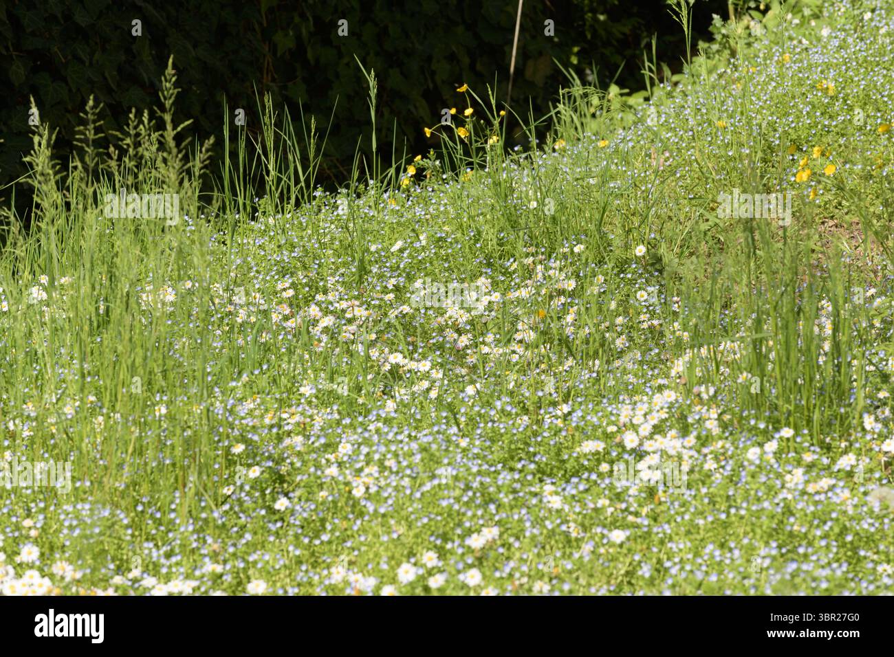 Un vivace campo di fiori selvatici con margherite, piccoli fiori blu e altre piante in piena fioritura durante la stagione primaverile, catturando la bellezza di nat Foto Stock