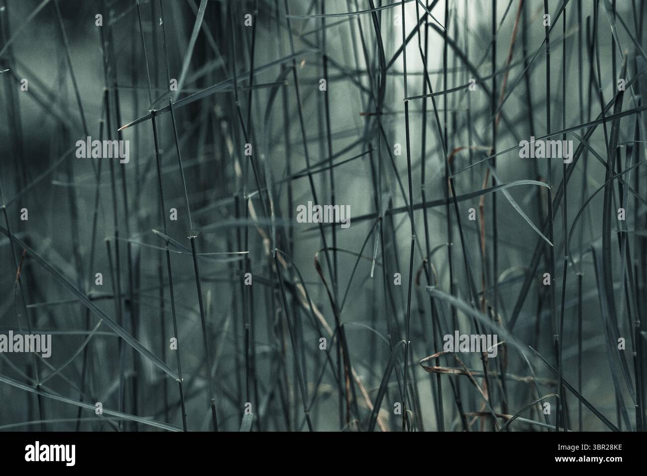 Vista ravvicinata dell'erba secca alta con gambi sottili che formano uno schema astratto. I toni moodici e lo stile cinematografico lo rendono perfetto come sfondo unico Foto Stock