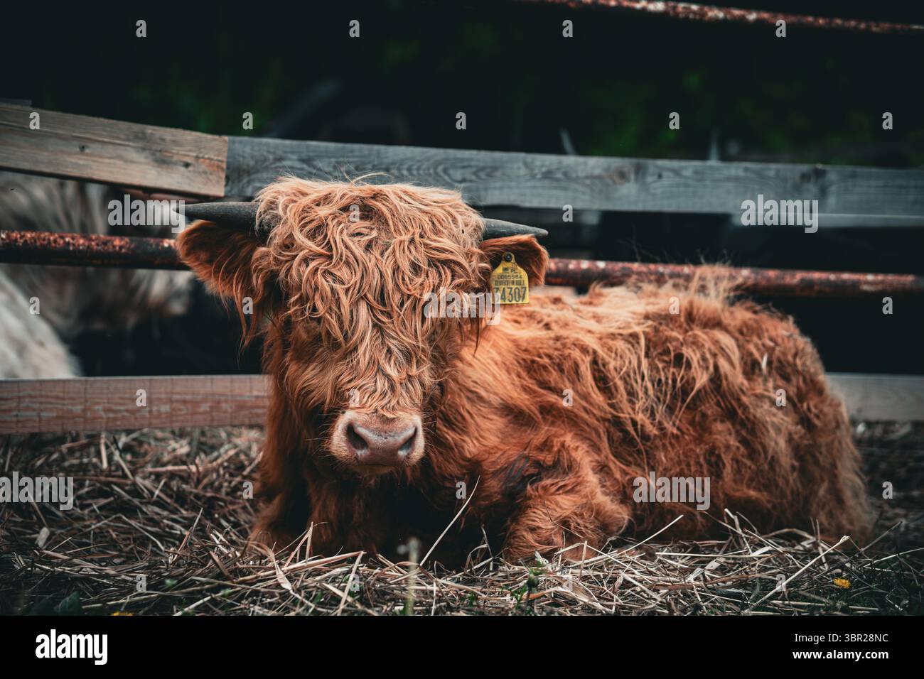 Una giovane mucca delle Highland con una lunga pelliccia mercantile giace su un letto di paglia all'interno di una penna di legno. Foto Stock