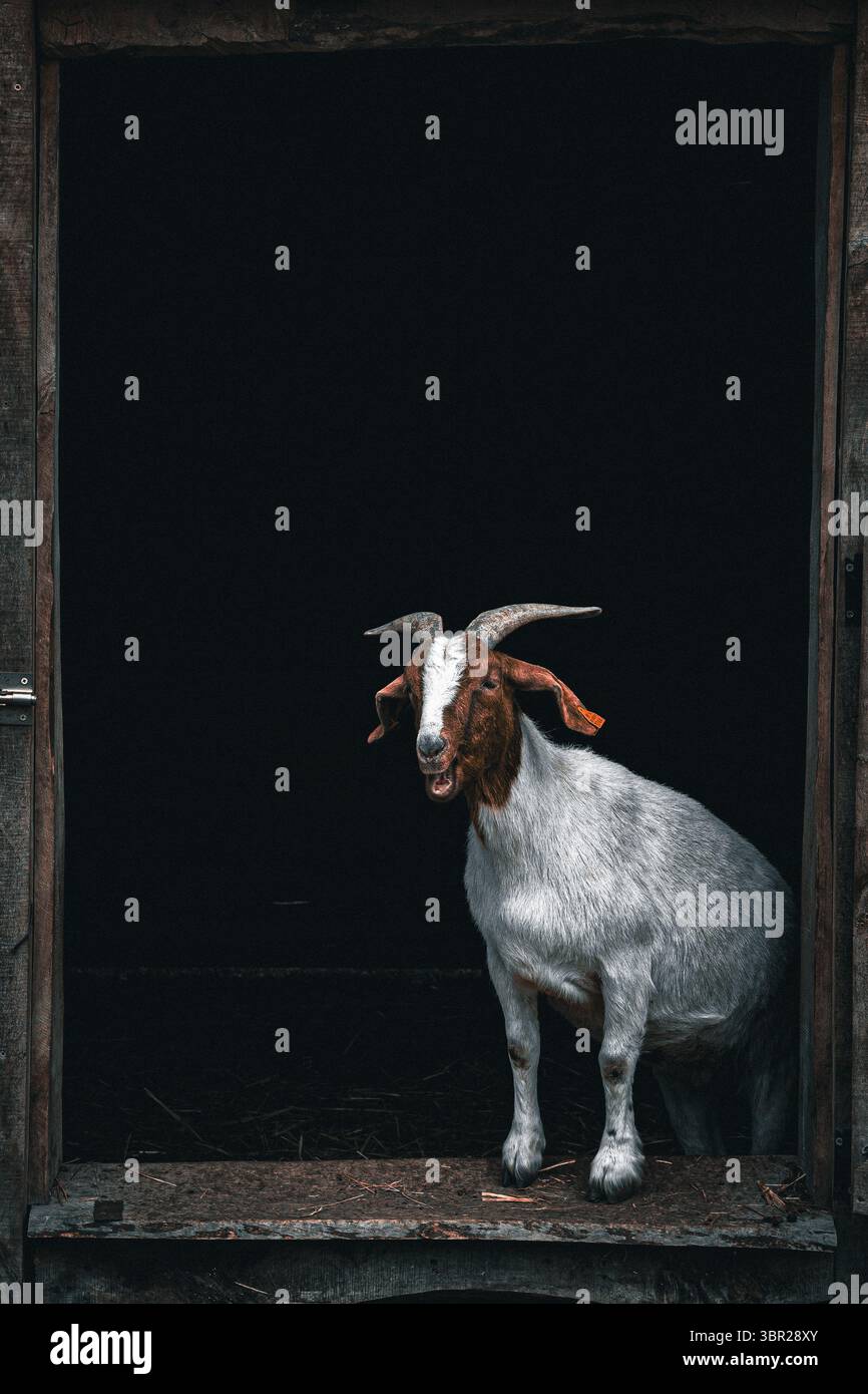 Capra che guarda fuori da una porta aperta del fienile, catturando un momento di curiosità e fascino rurale in un ambiente di campagna. Foto Stock
