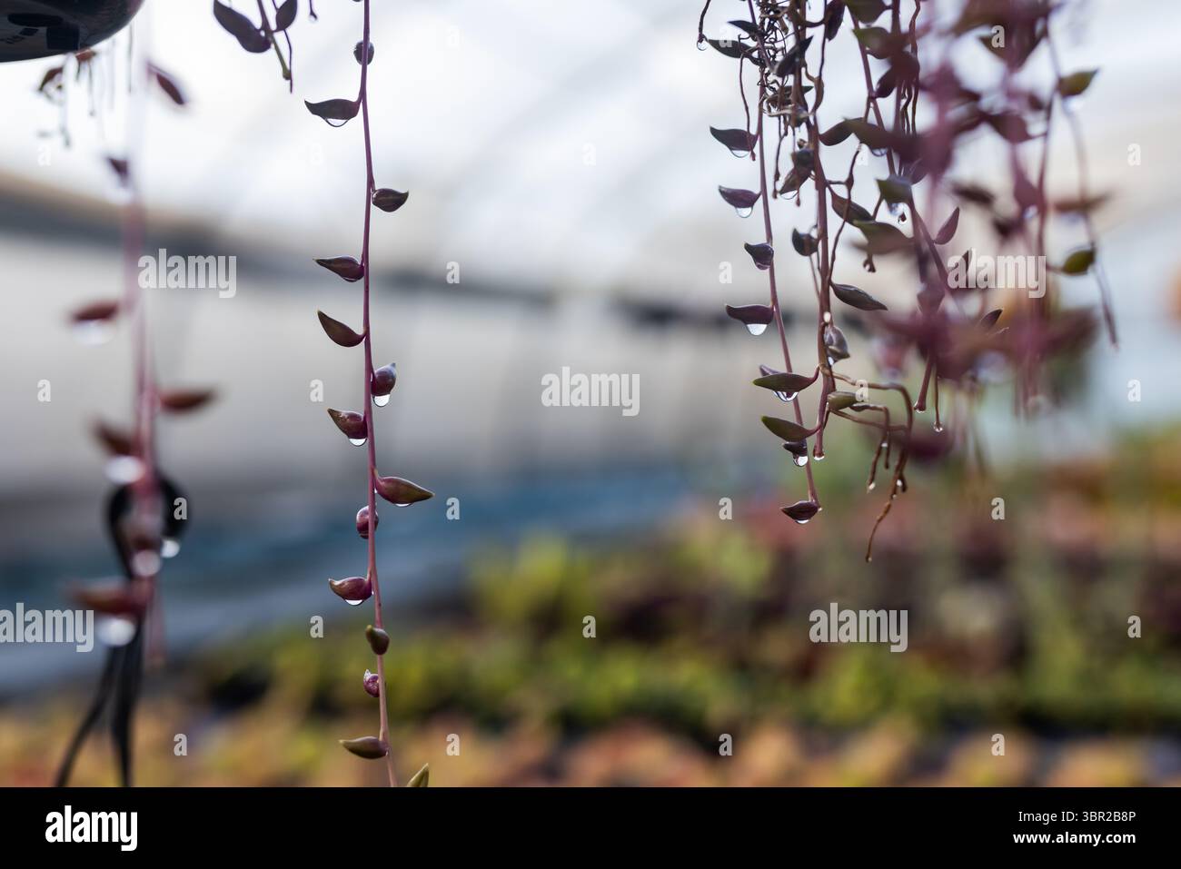 Rintracciando succulente viti appese con gocce d'acqua nella serra, dietro piante in vaso sfocate. Botanico, crescita, natura, freschezza, tranquillità, lu Foto Stock