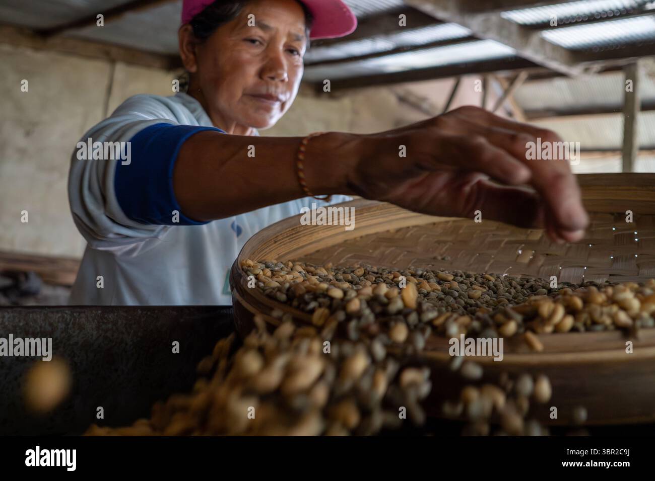 KINTAMANI, 16 GENNAIO 2023: Le donne selezionano e filtrano i chicchi di caffè a mano utilizzando cestelli in una struttura tradizionale come parte della preparazione post-raccolta. Foto Stock