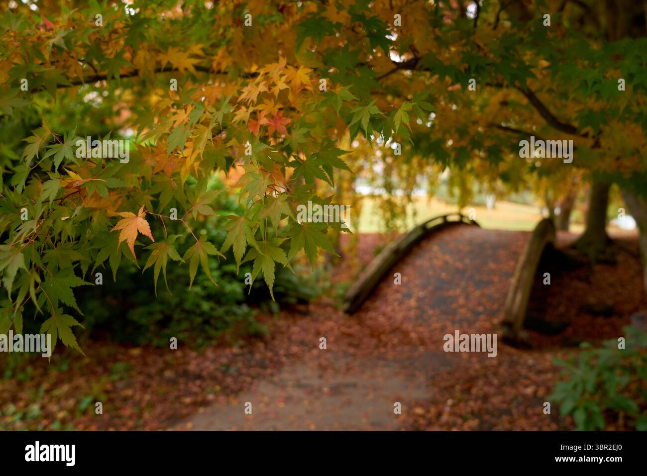Vanier Park Vancouver foglie autunnali. L'autunno parte su un ponte ad arco su uno dei sentieri di Vanier Park, Vancouver. Foto Stock