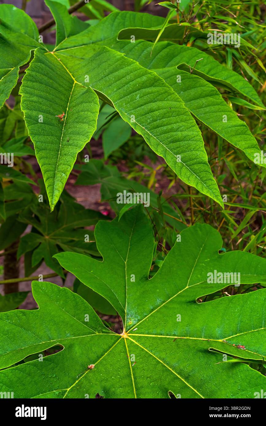 Pianta di riso-carta (Tetrapanax papyrifer), giardini botanici di Sheffield Foto Stock