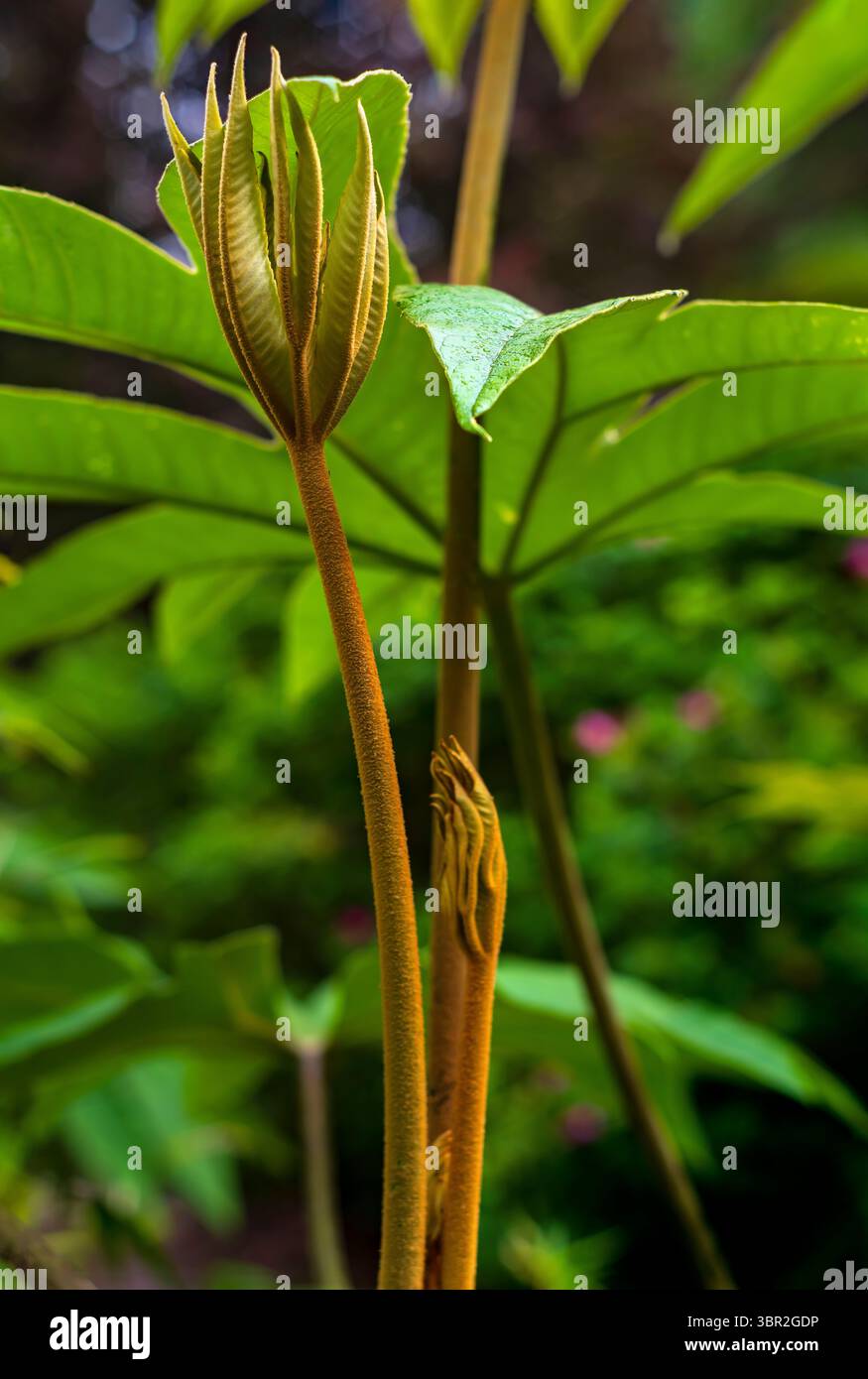 Pianta di riso-carta (Tetrapanax papyrifer), giardini botanici di Sheffield Foto Stock