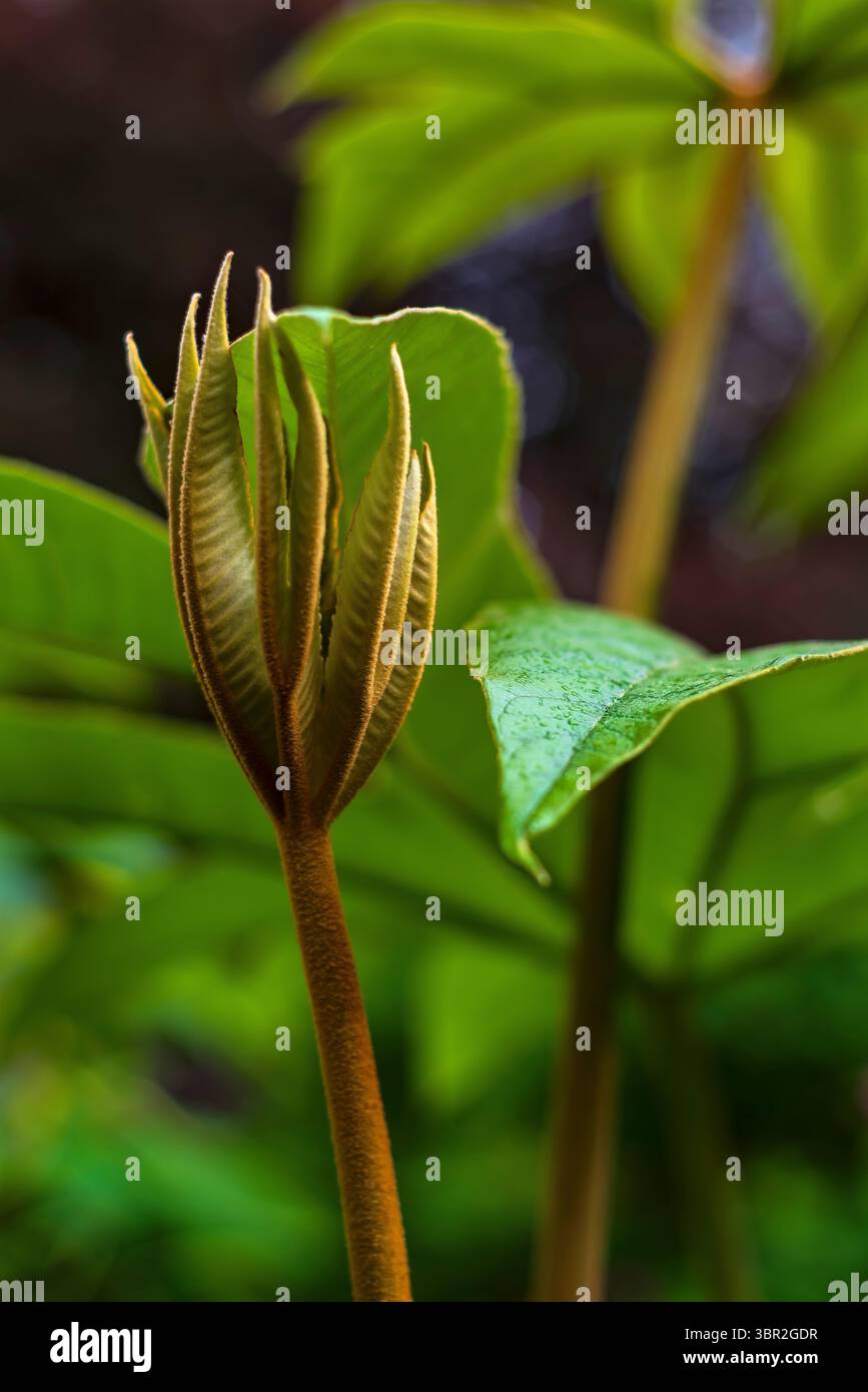 Pianta di riso-carta (Tetrapanax papyrifer), giardini botanici di Sheffield Foto Stock